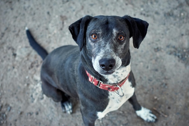 Foto gratuita disparo selectivo de un perro híbrido de raza negra con una martingala roja