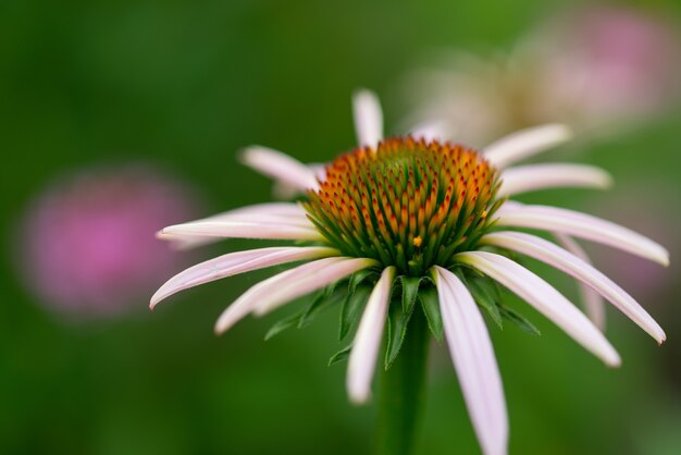 Disparo selectivo de una rosa Coneflower bajo la luz del sol