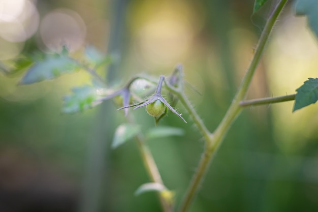 Disparo selectivo de los tomates crudos verdes en un jardín.