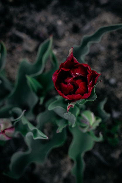 Disparo selectivo vertical de una flor rosa roja con hojas verdes