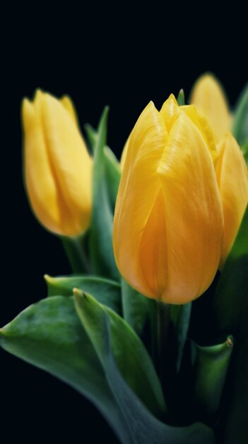 Disparo selectivo vertical de hermosos tulipanes amarillos de Sprenger en un jardín.