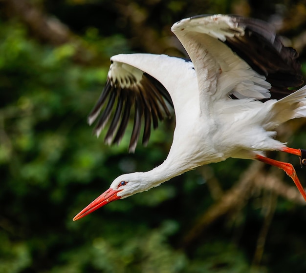 Disparo selectivo de White Stork aterrizando en el suelo