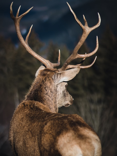 Foto gratuita disparo trasero de un ciervo con cuernos largos
