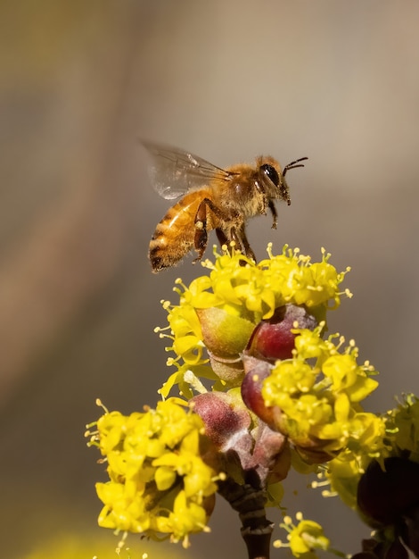 Disparo vertical de una abeja en flores blancas en la naturaleza