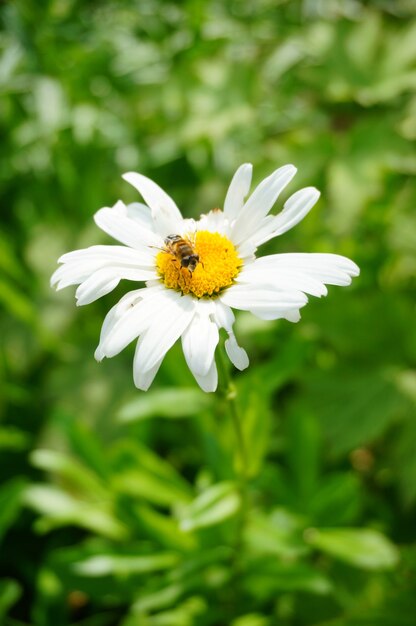Disparo vertical de una abeja sobre una flor blanca en el jardín en un día soleado