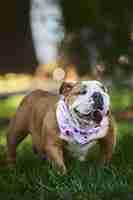 Foto gratuita disparo vertical de un adorable bulldog inglés con una bufanda