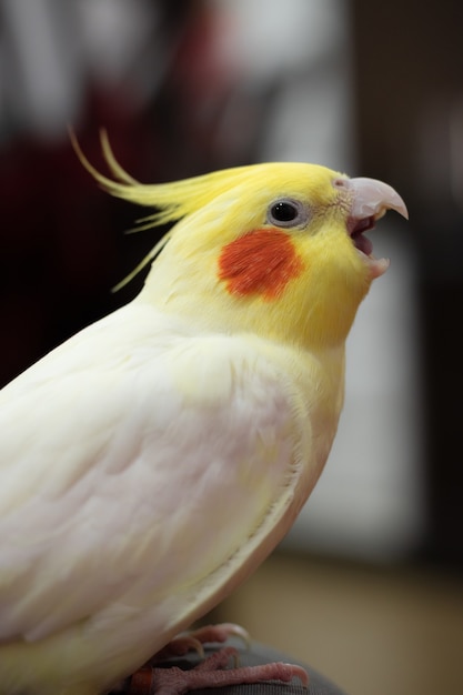 Disparo vertical de una adorable cockatiel