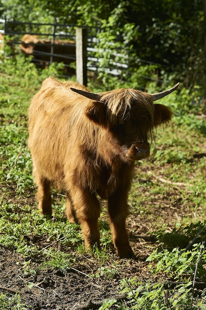 Disparo vertical de un adorable y esponjoso ternero highland en una granja