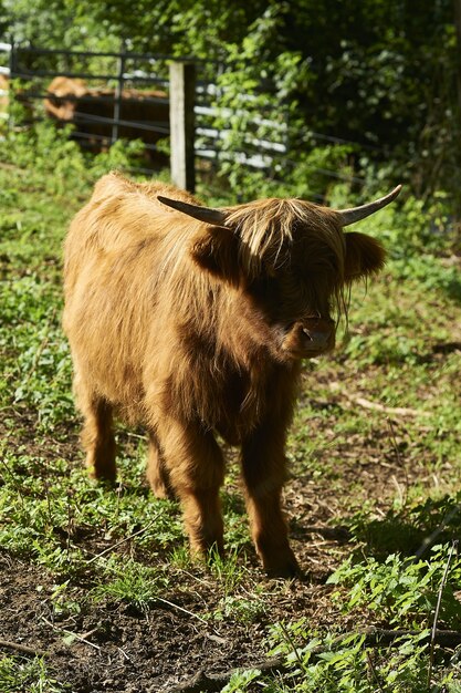 Disparo vertical de un adorable y esponjoso ternero Highland en una granja