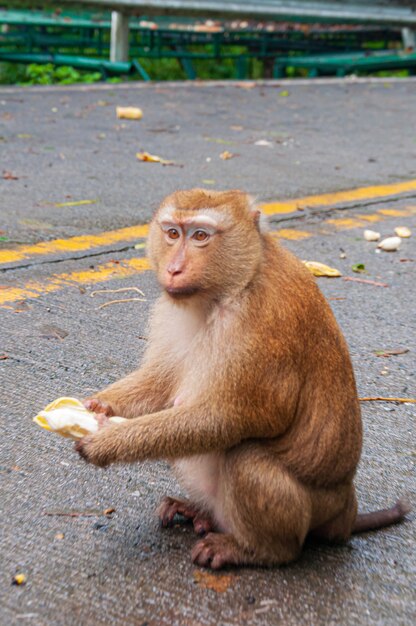 Disparo vertical de un adorable mono sentado en la calle y comiendo un plátano