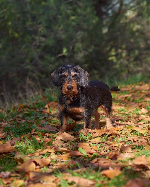 Disparo vertical de un adorable perro salchicha de pelo duro en un parque