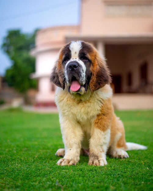 Disparo vertical de un adorable perro san bernardo al aire libre