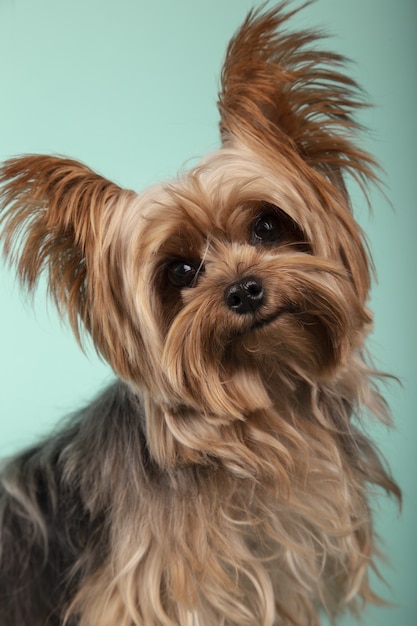 Disparo vertical de un adorable Yorkshire terrier aislado sobre un fondo verde