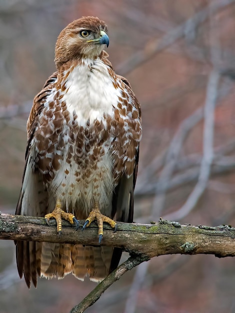 Disparo vertical de un águila de pie sobre una rama de árbol