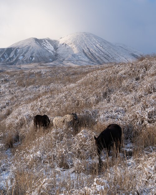 Disparo vertical de algunos caballos que pastan en los campos cubiertos de hierba cerca de una montaña
