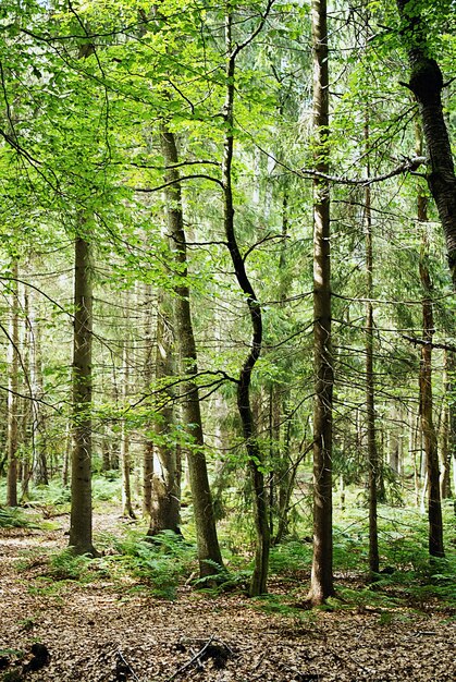 Disparo vertical de los altos árboles que crecen en el bosque durante el día