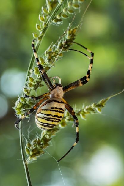 Disparo vertical de una araña de jardín amarilla en una rama en un campo bajo la luz del sol