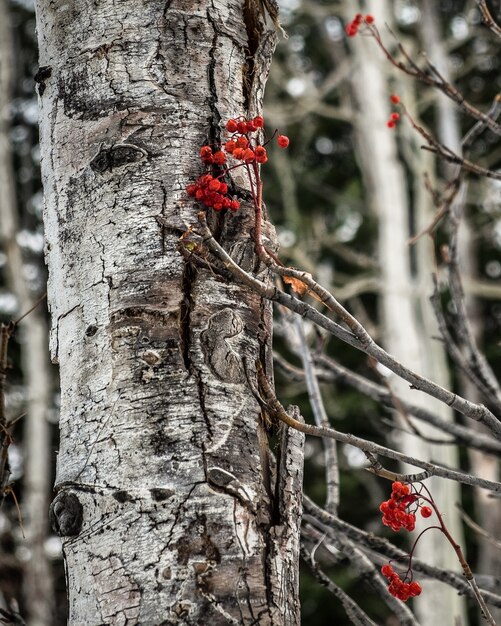 Disparo vertical de un árbol blanco y ramas secas de possumhaw junto a él