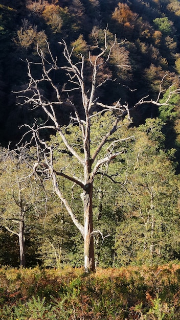 Disparo vertical de un árbol desnudo en el bosque