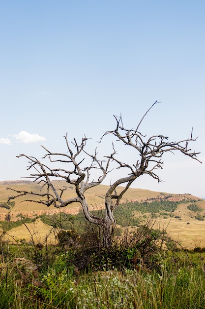 Foto gratuita disparo vertical de un árbol desnudo bajo un cielo azul