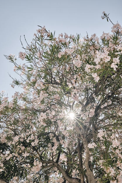 Disparo vertical de un árbol de flor rosa con el sol brillando a través de las ramas
