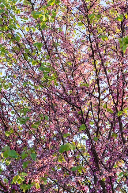 Foto gratuita disparo vertical de un árbol con hermosas flores de cerezo