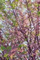 Foto gratuita disparo vertical de un árbol con hermosas flores de cerezo