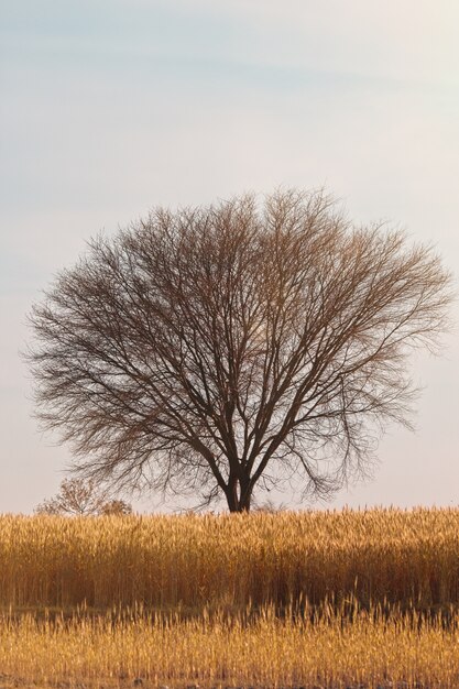 Disparo vertical de un árbol en medio de un campo cubierto de hierba bajo el cielo azul