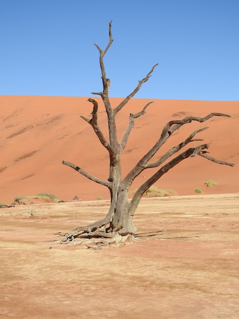 Disparo vertical de un árbol muerto en un desierto en Deadvlei, Namibia, África