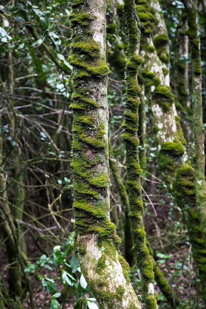 Disparo vertical de un árbol con musgo en el bosque