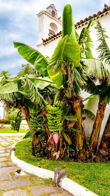 Disparo vertical de un árbol de plátano