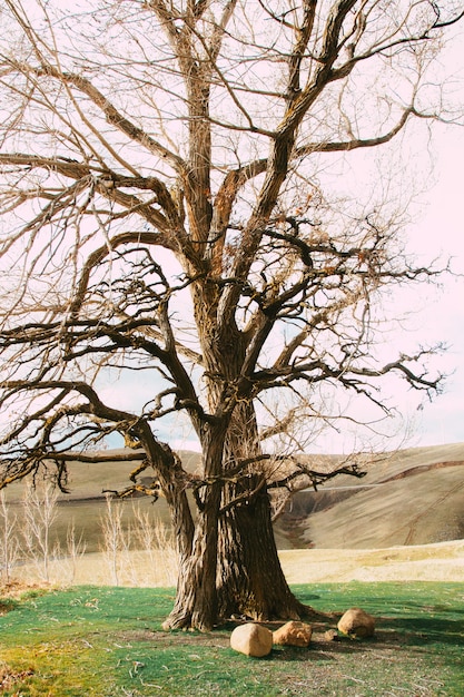 Foto gratuita disparo vertical de un árbol en una pradera