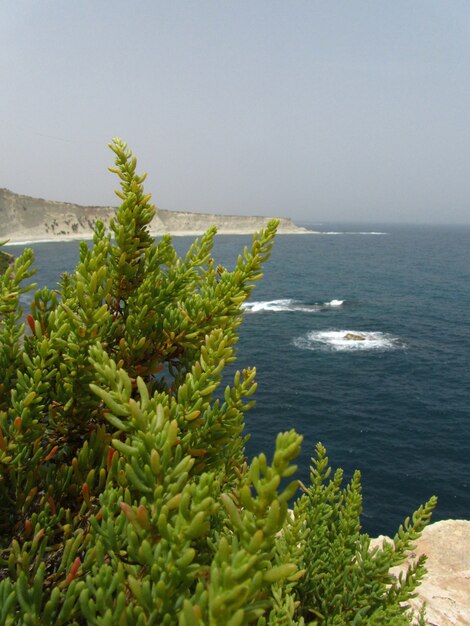 Disparo vertical de un árbol de sal de Malta verde junto a los acantilados costeros en Delimara, Mala