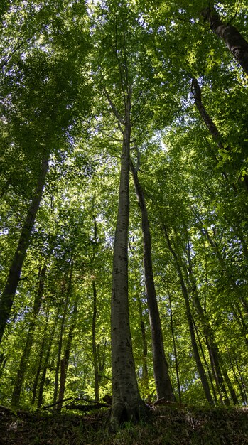 Disparo vertical de árboles altos con hojas verdes en el bosque en un día soleado