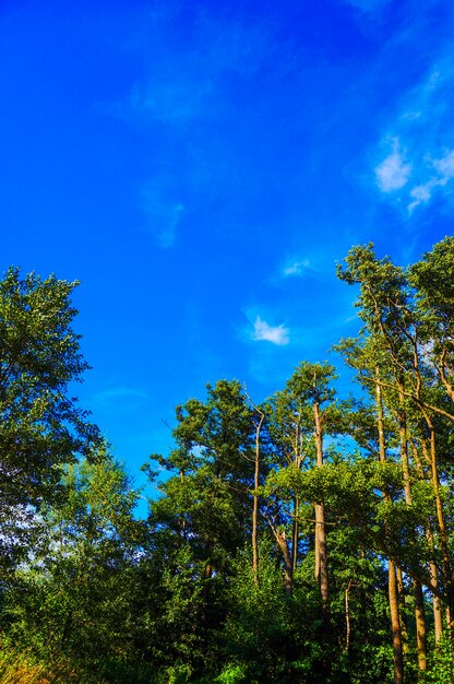 Disparo vertical de árboles altos del parque con el cielo azul de fondo