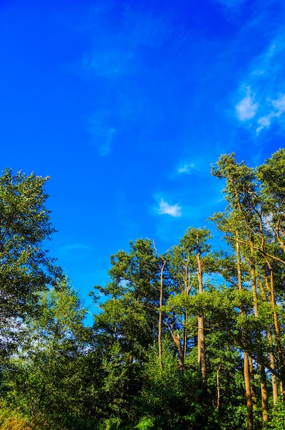 Disparo vertical de árboles altos del parque con el cielo azul de fondo