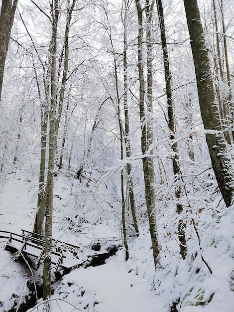 Disparo vertical de árboles en un bosque cubierto de nieve bajo la luz del sol en Larvik en Noruega