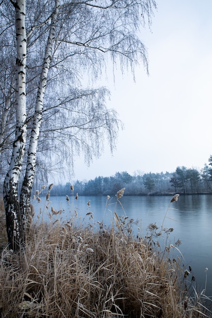 Foto gratuita disparo vertical de los árboles cerca del lago en un día brumoso en invierno