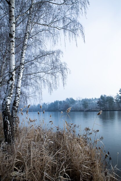 Disparo vertical de los árboles cerca del lago en un día brumoso en invierno