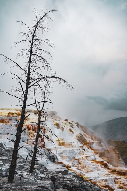 Disparo vertical de árboles en la colina cubierta de nieve capturados en un día brumoso