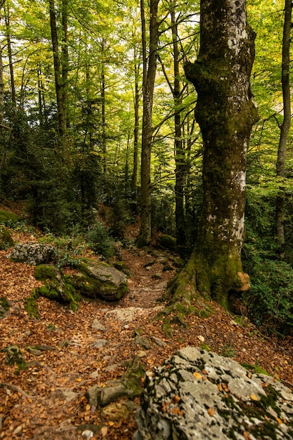 Foto gratuita disparo vertical de árboles en crecimiento en el bosque durante el día