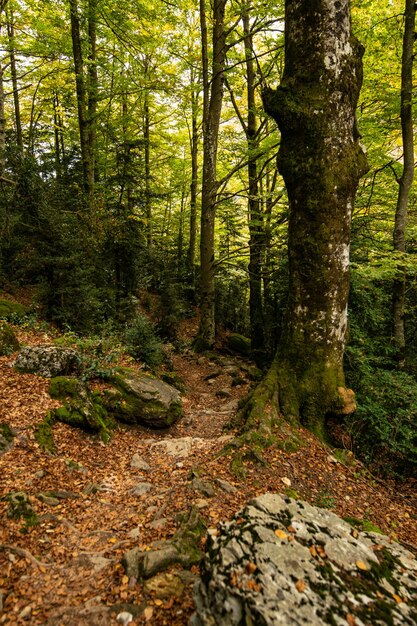 Disparo vertical de árboles en crecimiento en el bosque durante el día