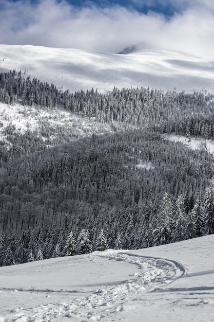 Disparo vertical de árboles cubiertos de nieve en las montañas en invierno