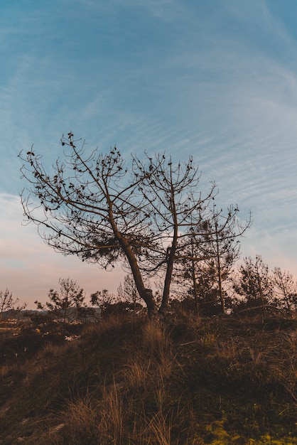 Foto gratuita disparo vertical de árboles desnudos en el campo bajo el cielo azul en otoño