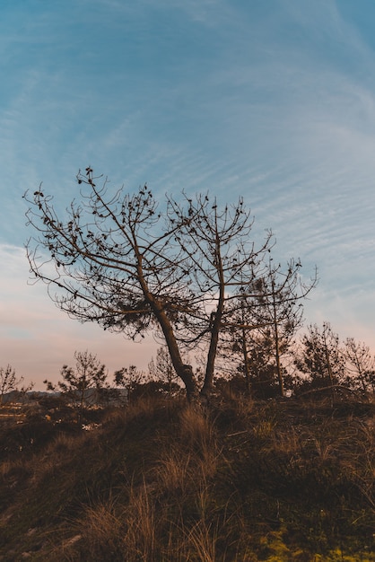 Disparo vertical de árboles desnudos en el campo bajo el cielo azul en otoño