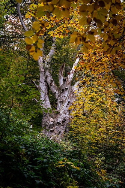 Foto gratuita disparo vertical de árboles con hojas de otoño amarillas