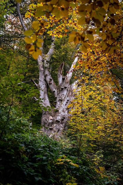 Disparo vertical de árboles con hojas de otoño amarillas