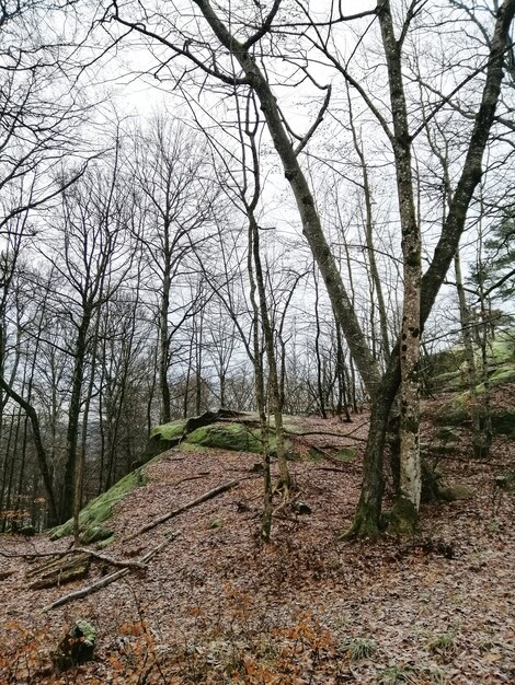 Disparo vertical de árboles en medio del bosque en Larvik, Noruega