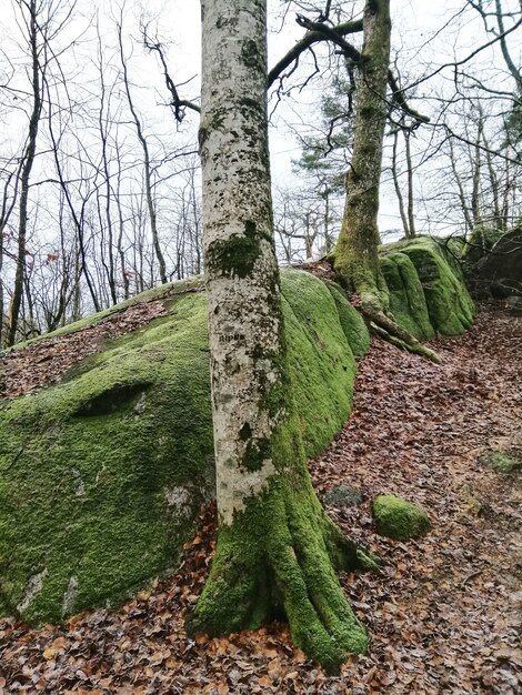 Disparo vertical de árboles en medio del bosque en Larvik, Noruega