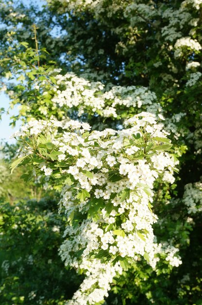 Disparo vertical de un arbusto alto con flores blancas